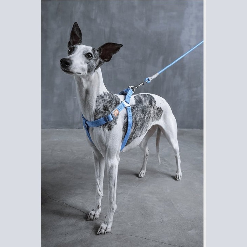 ZOOLAND Harness & Lead Set