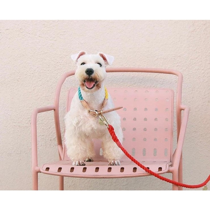 TINKLYLIFE Rope & Leather Collar