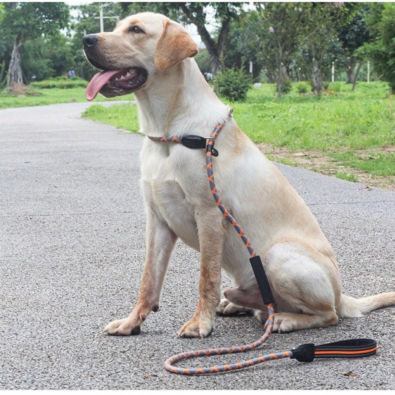 Slip Lead Dog Training