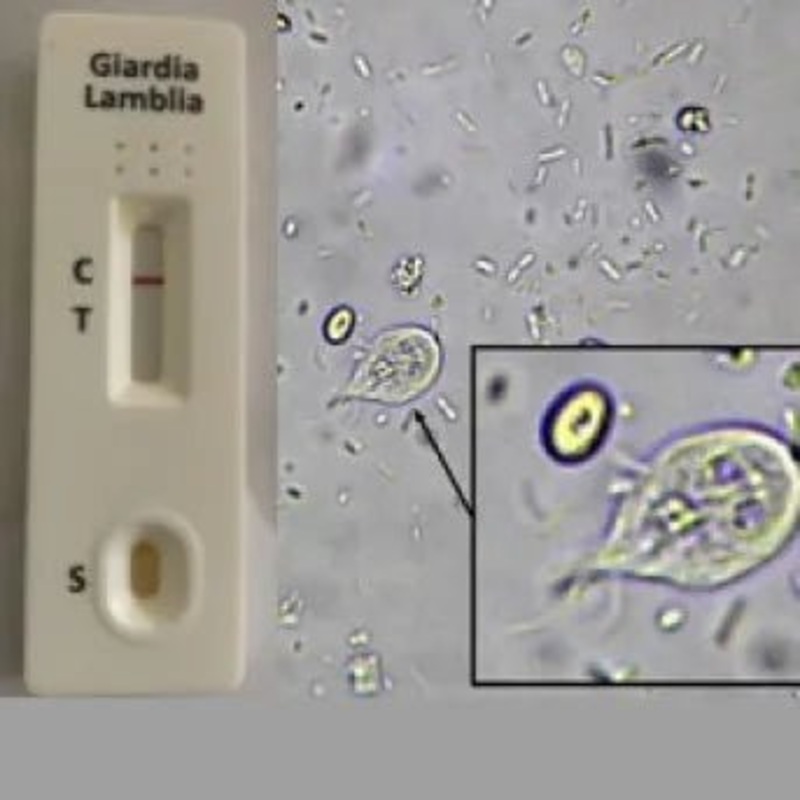 Dog & Cat Giardia Antigen Rapid Test Kit