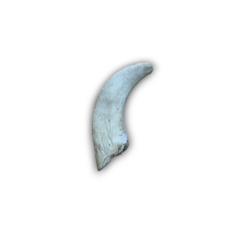 Lamb Horn Marrows Singles