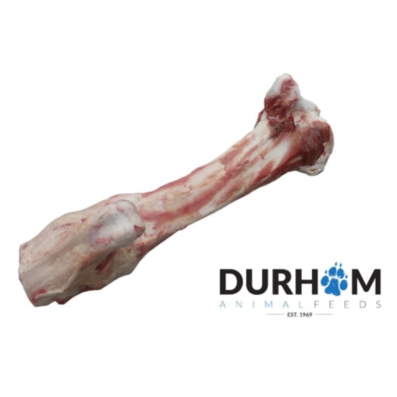 Durham feeds Jurassic Bone