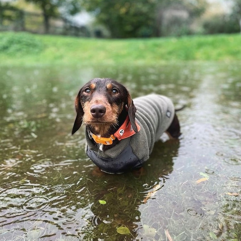 Dachshund Fleece Jumper with Waterproof Belly Panel