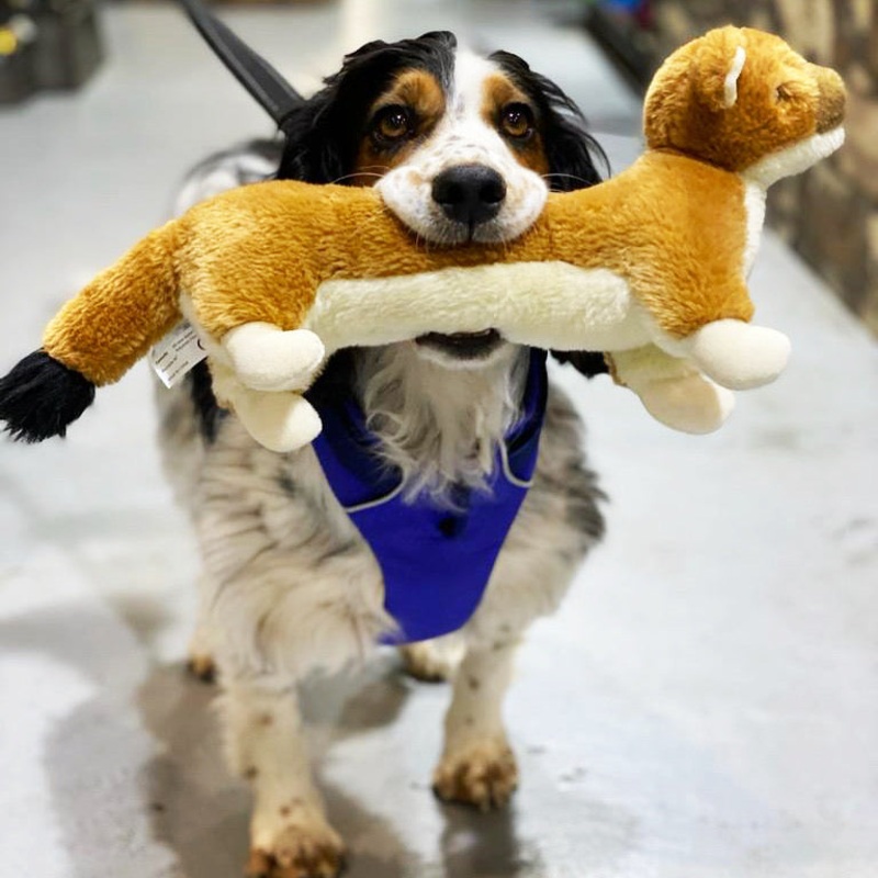 Sally the Stoat Dog Toy