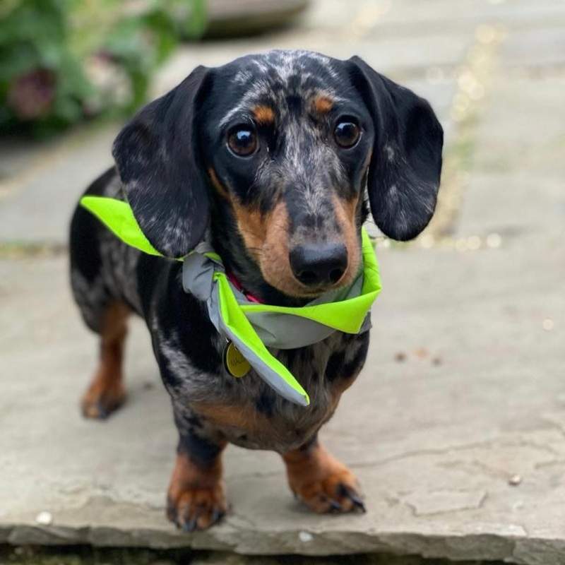 Neon Reflective Dog Bandanas