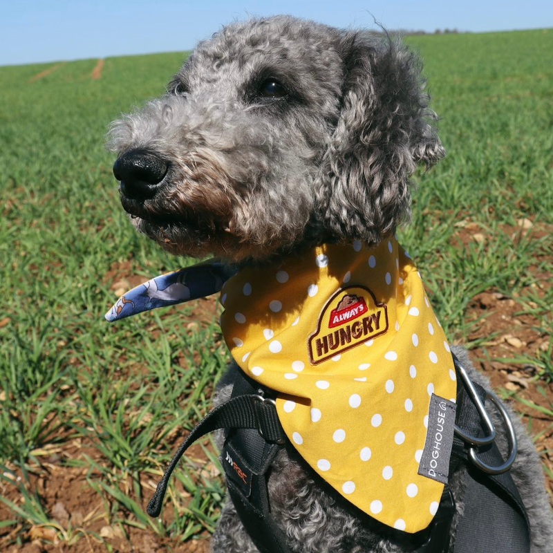 Yellow Polka Dot Blue Dog Bandana