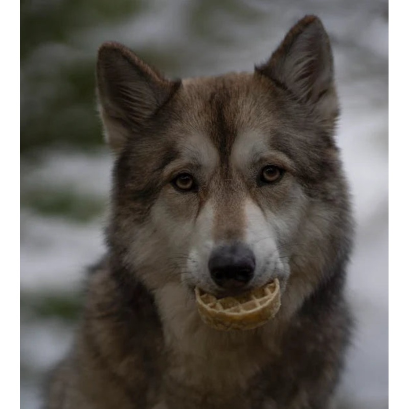 Anco Collagen Waffle for Dogs