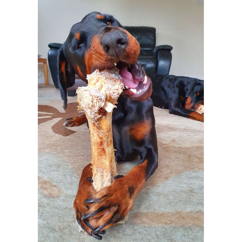 Ostrich Dino Bone