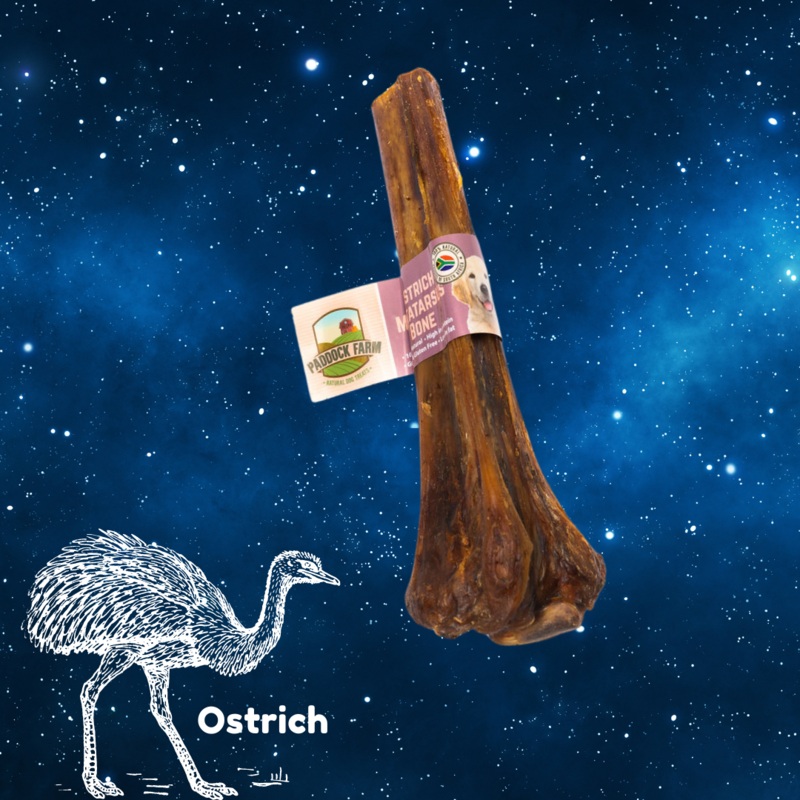 Ostrich Metatarsus Bone - Single