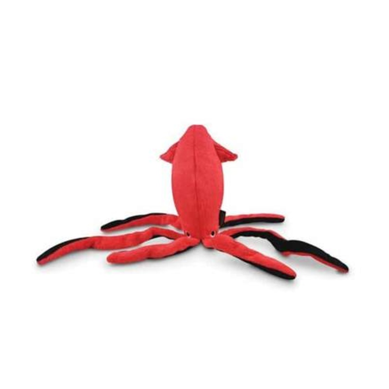 Squid