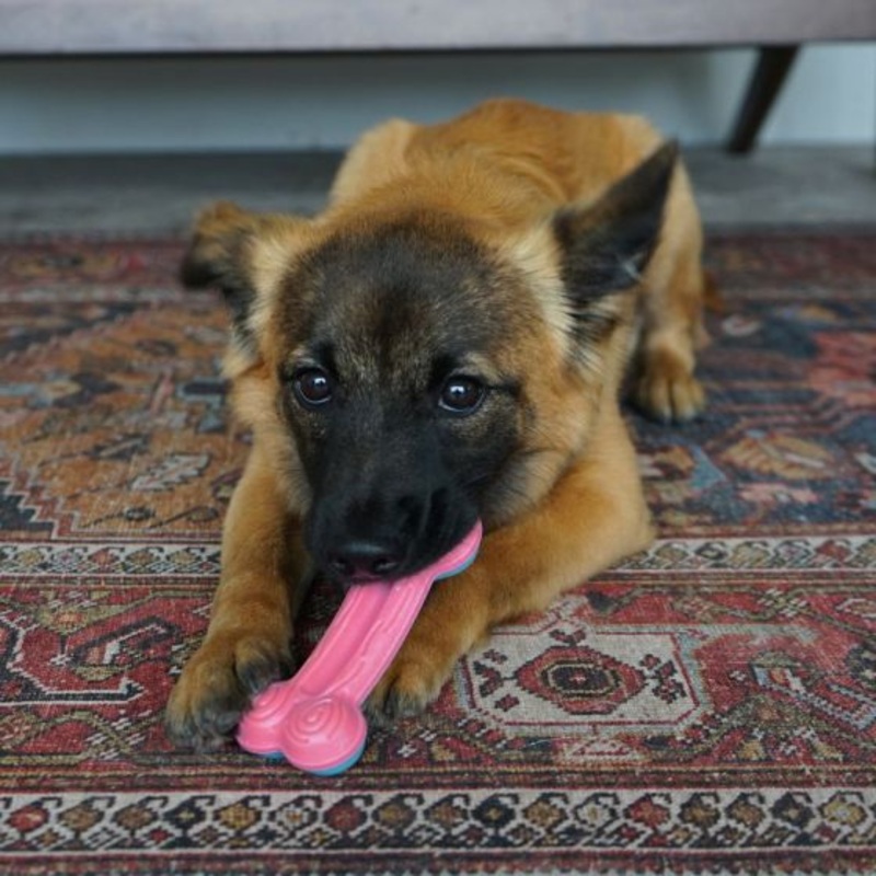 Kong Chewstix Puppy Curve Bone