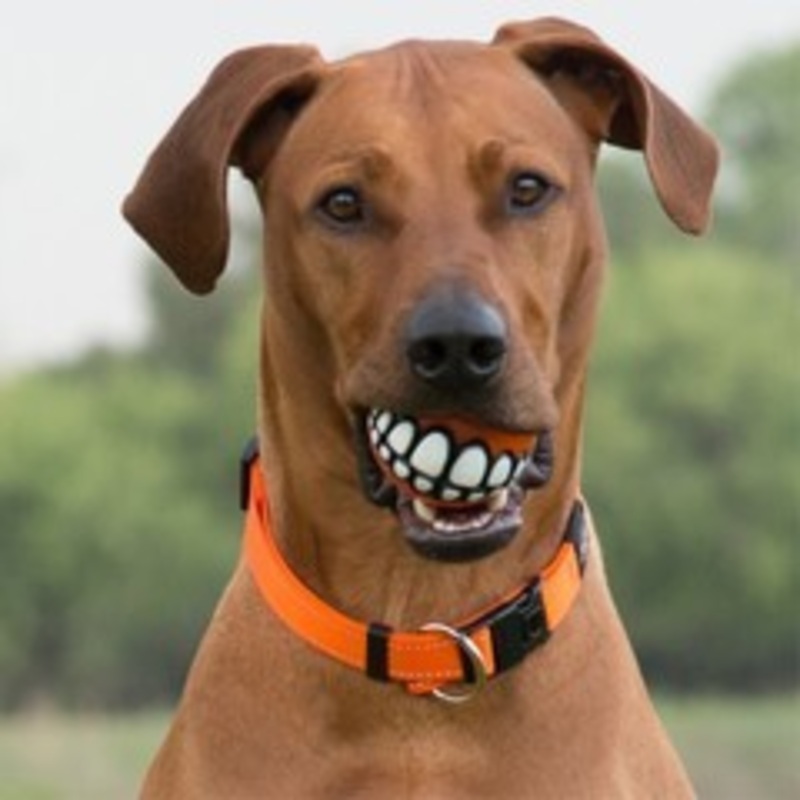 Grinz Treat Ball