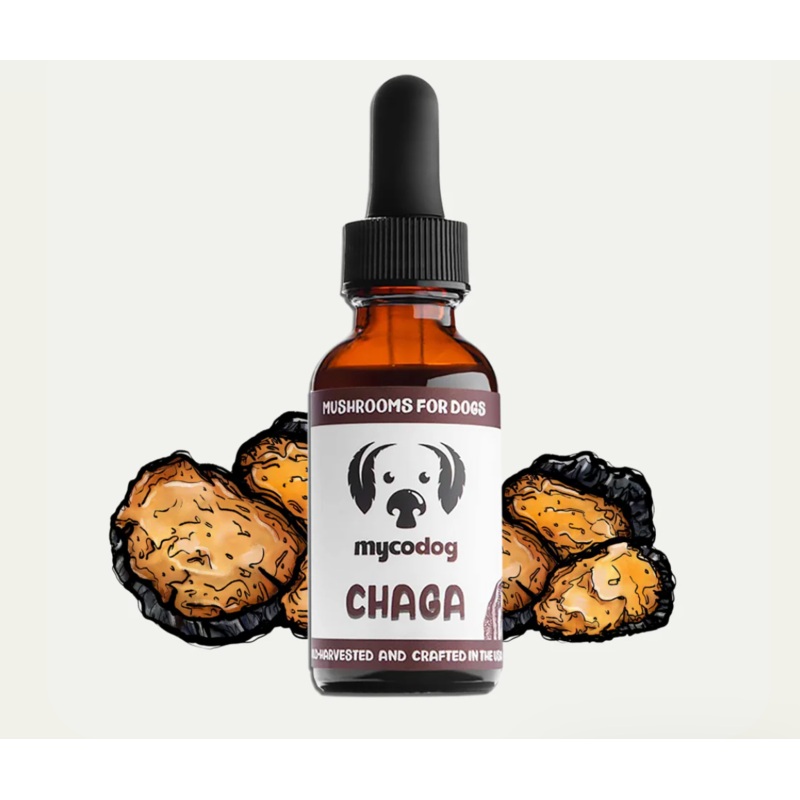 My Co Dog- Chaga