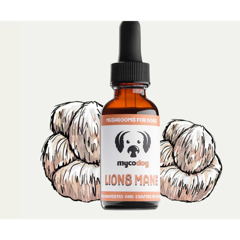 My Co Dog- Lions Mane