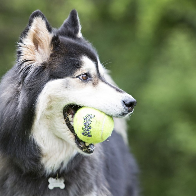 KONG Tennis Ball XL