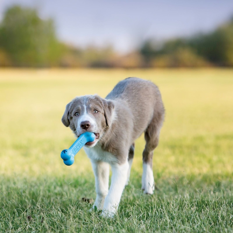 KONG Puppy Bone Small