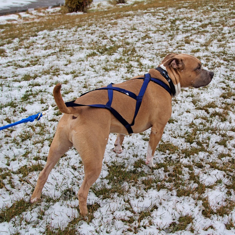 X-Back Pulling Harness XLarge (Kicksledding Skijoring)