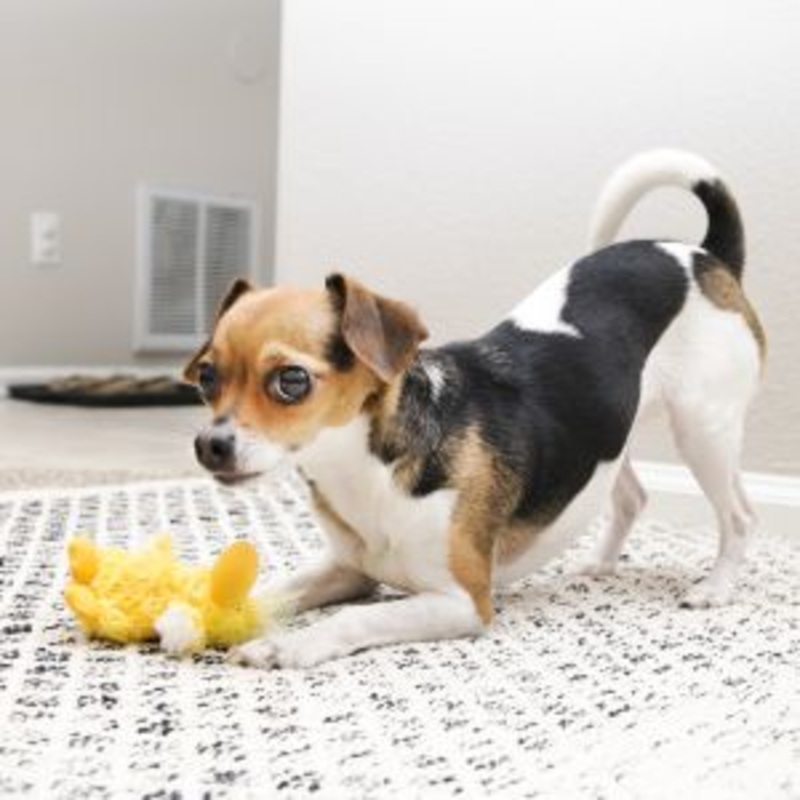 Kong Plush XS (Replaceable Squeaker)