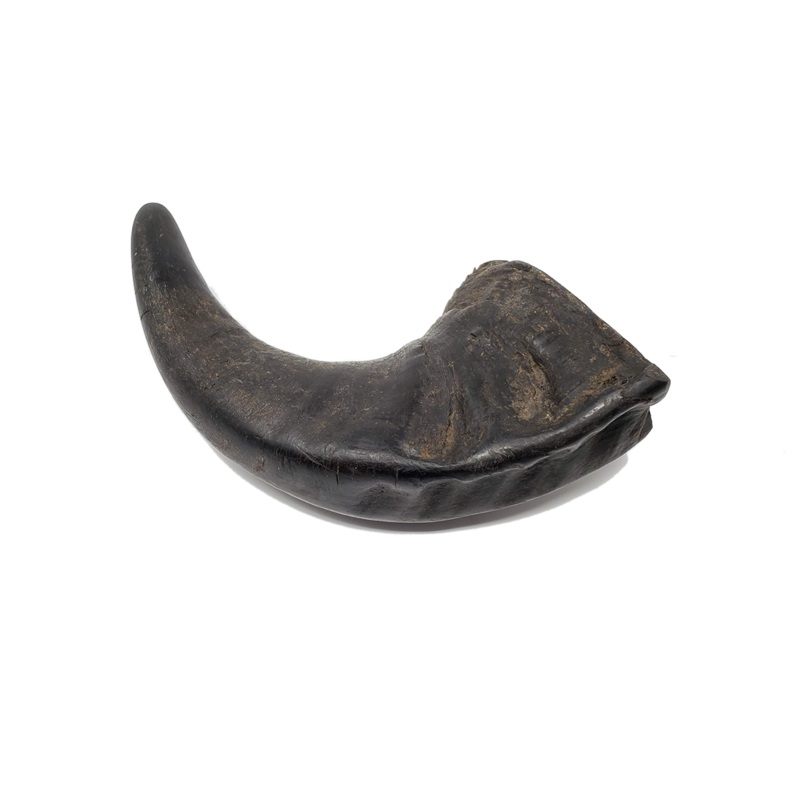 Open Range Water Buffalo Horn