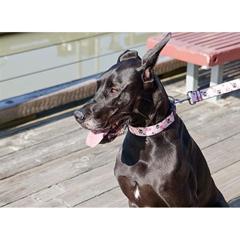 Clip Collar LARGE 1.5" Wide  15" - 25"L