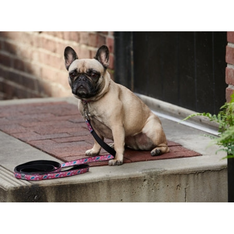 RC Pattern Dog Leash  3/4"X6'