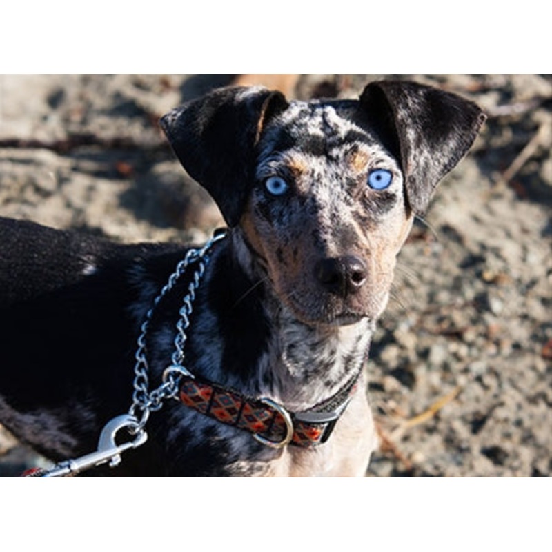 Training Collar-LARGE  1" Wide  18"-26"L