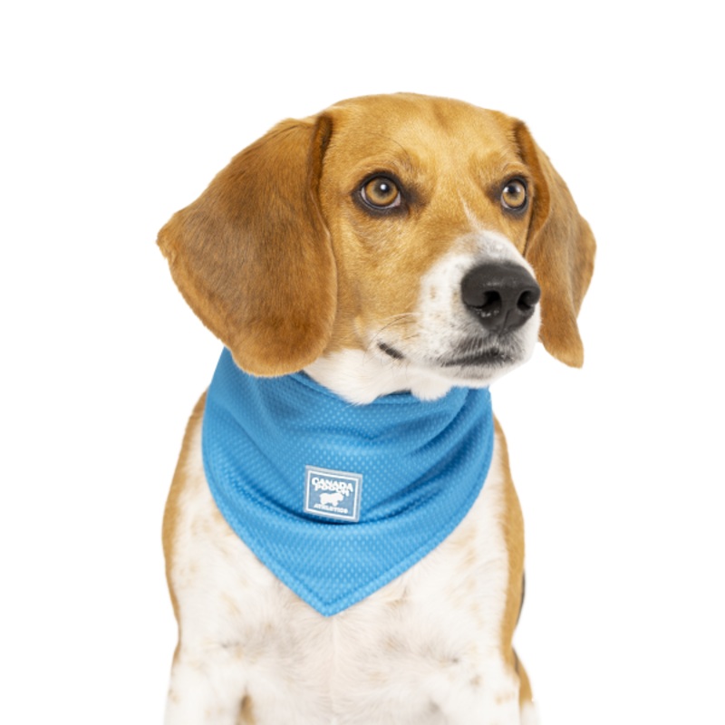Canada Pooch Chill Seeker Cooling Bandana Blue Size Small