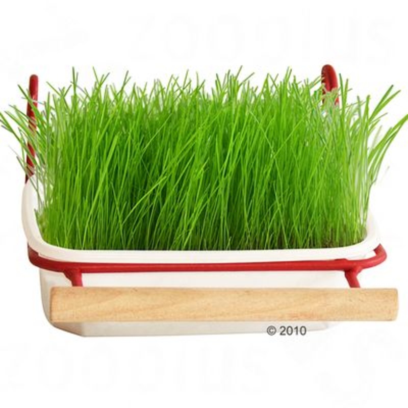 Mucki Bird Grass